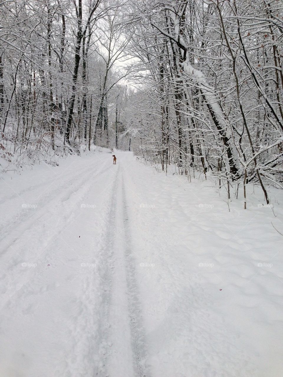 Snow Trail