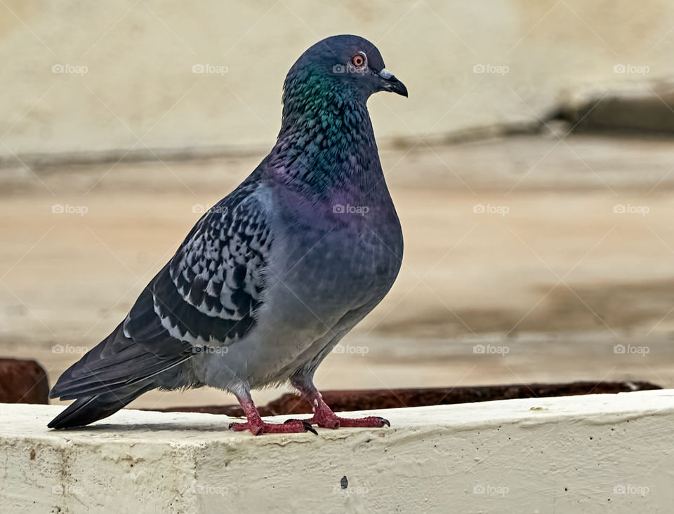 Bird photography - Dove - Scouting environment