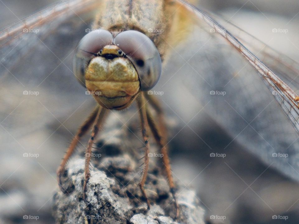 Closeup of dragonfly 