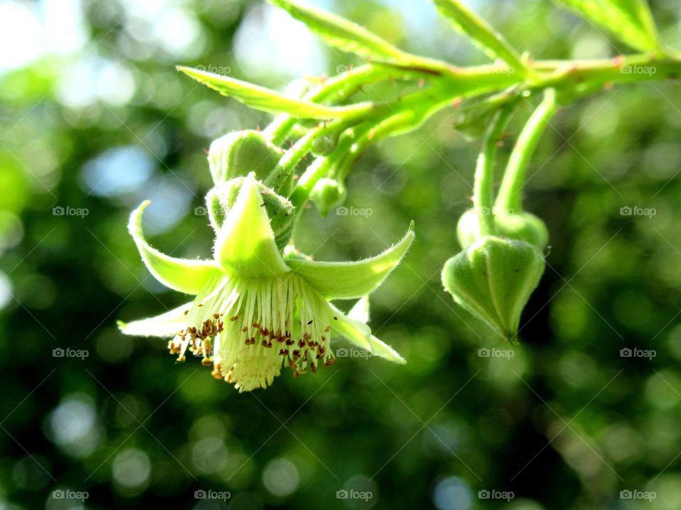 raspberry flowers