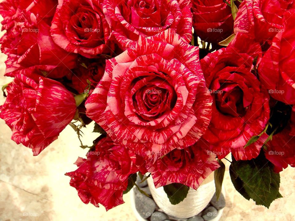 Red roses