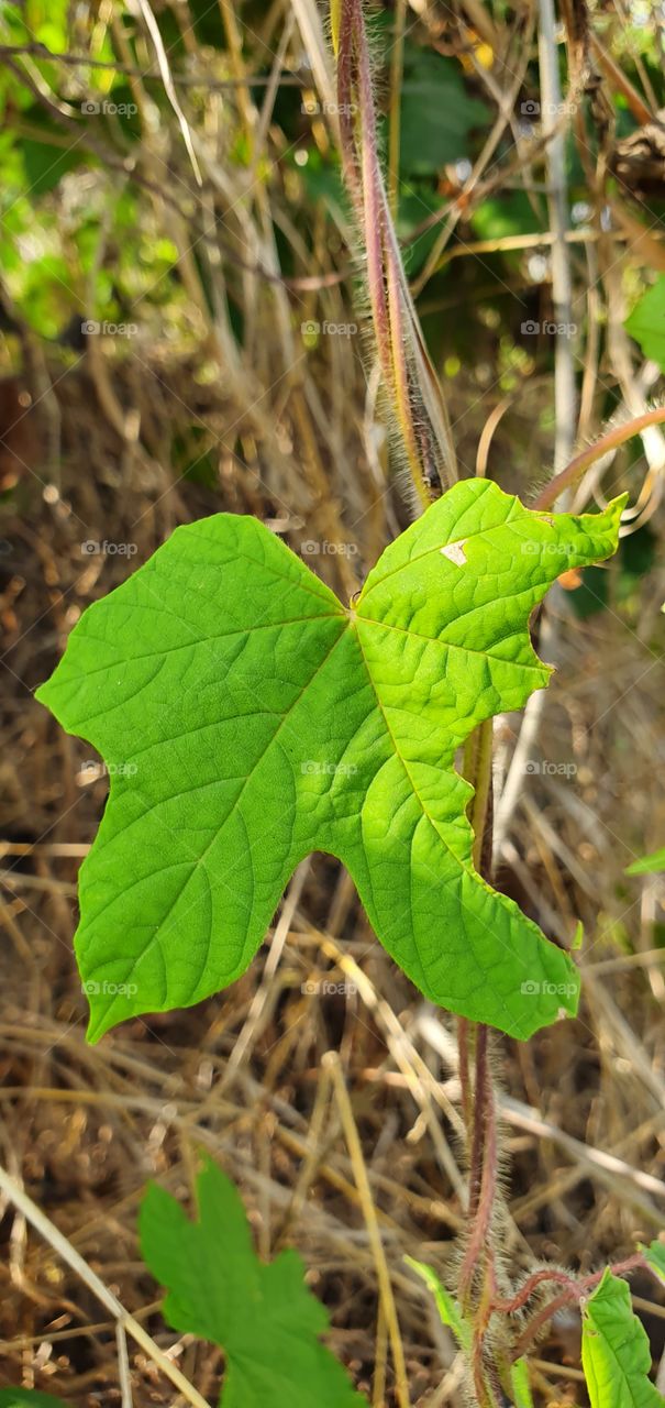 leaves in the backyard