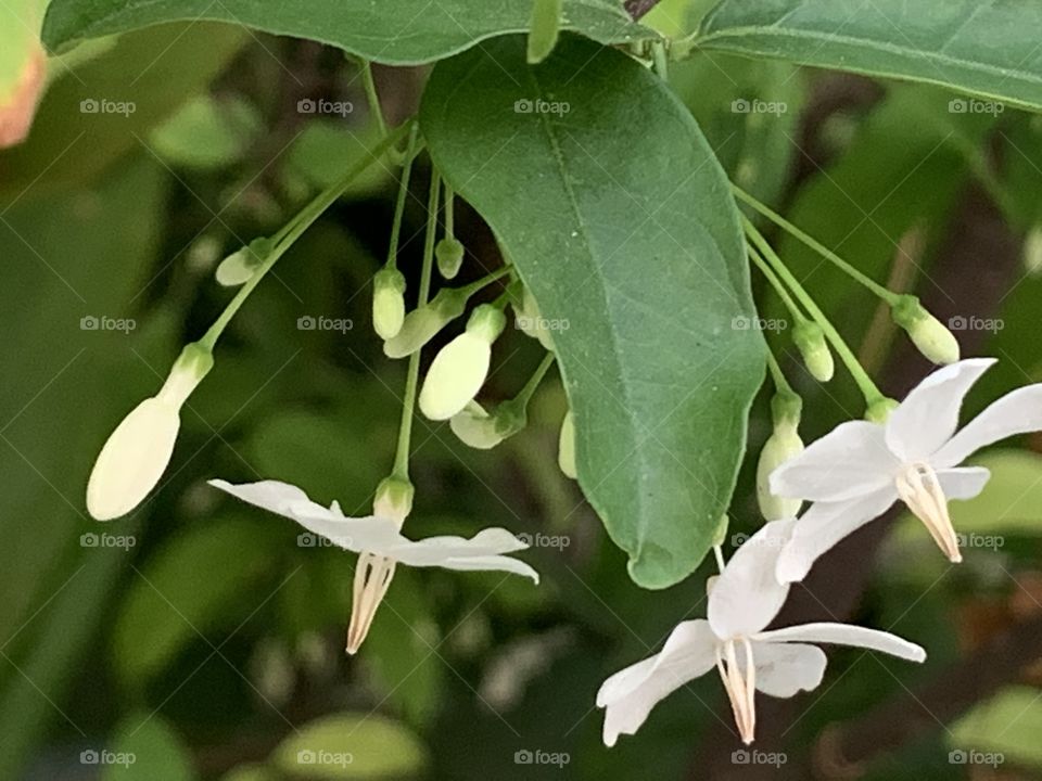 Plants around us.