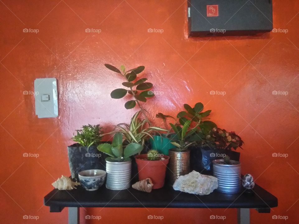 house plants