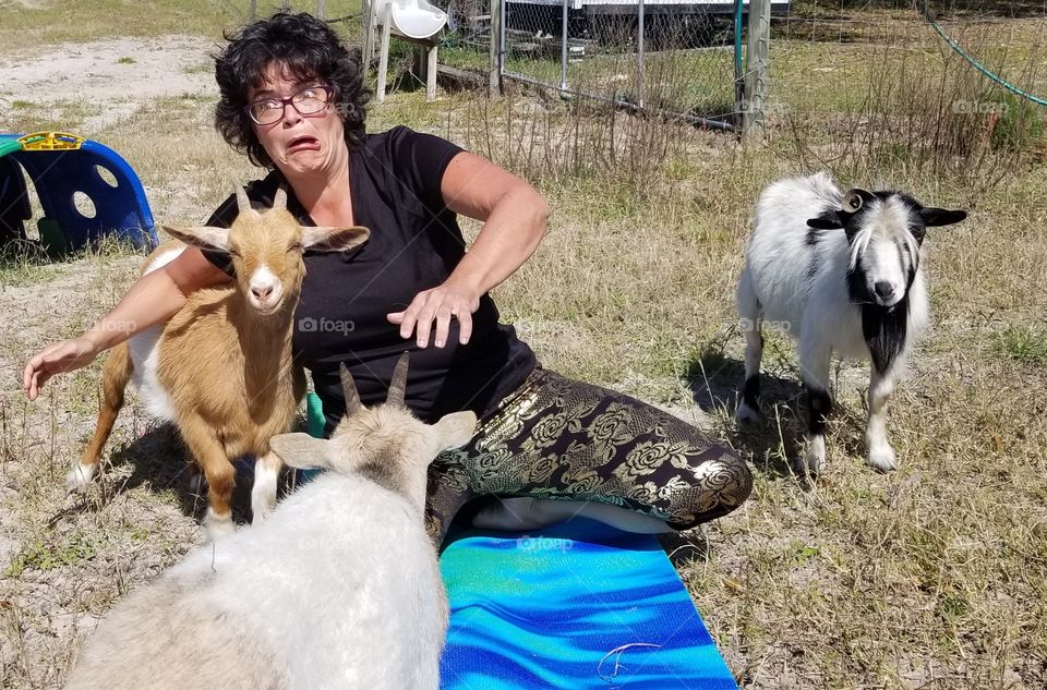 goat yoga