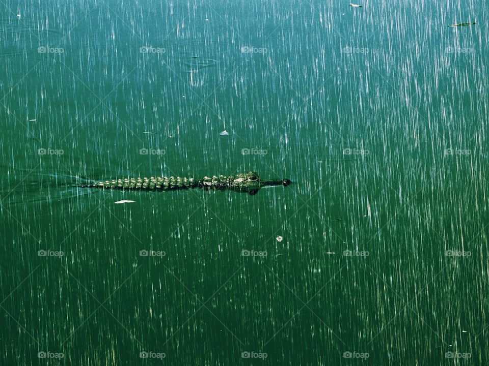 Rainy day alligator