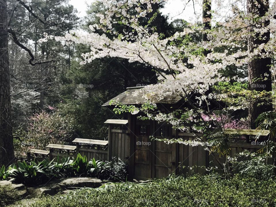 Japanese garden @ dukegardens, NC