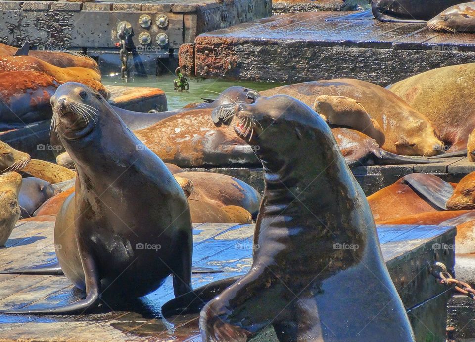 Sea Lions Of San Francisco Bay