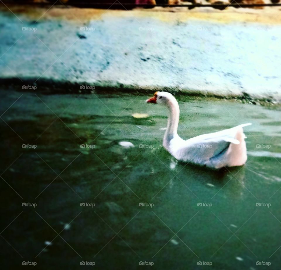#Duck #In #Water