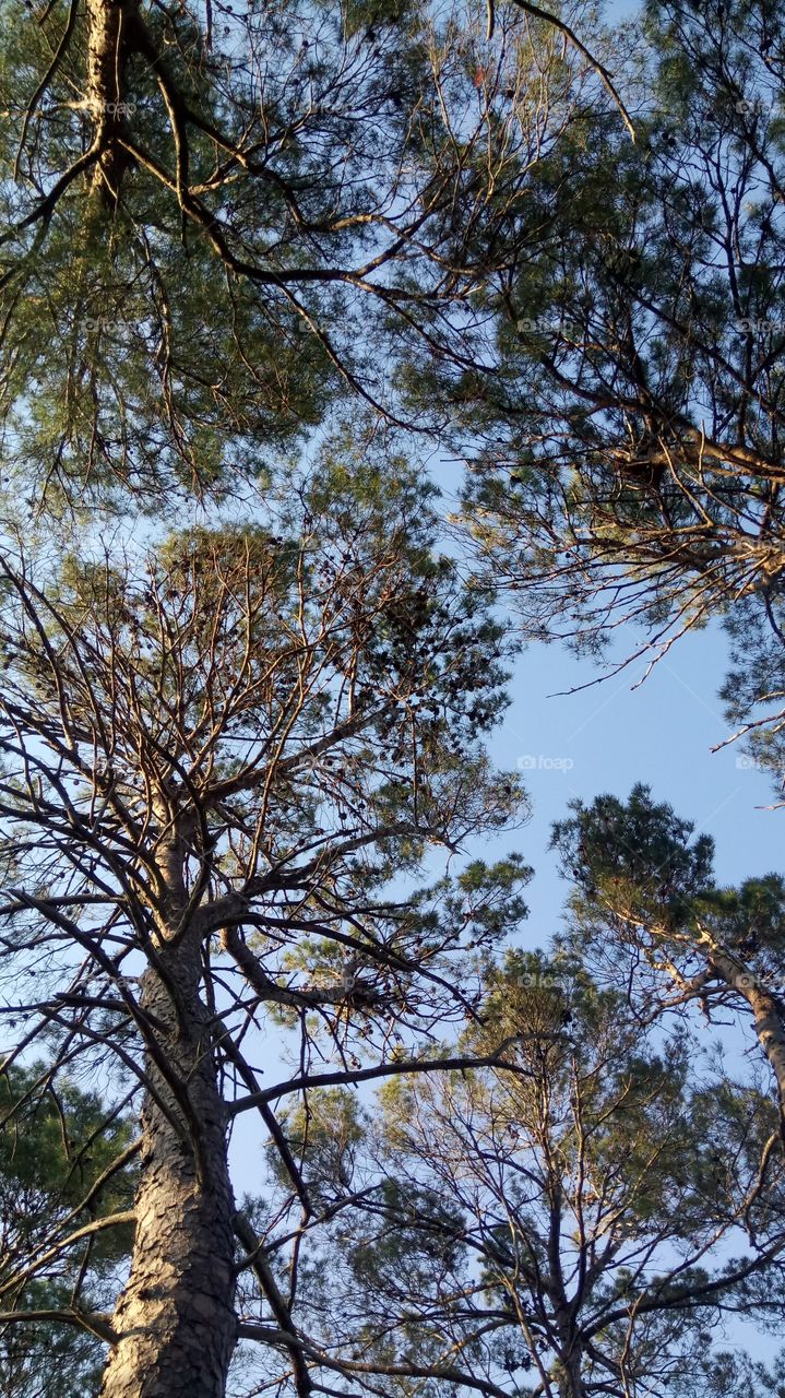 Pine trees in a walking trail..