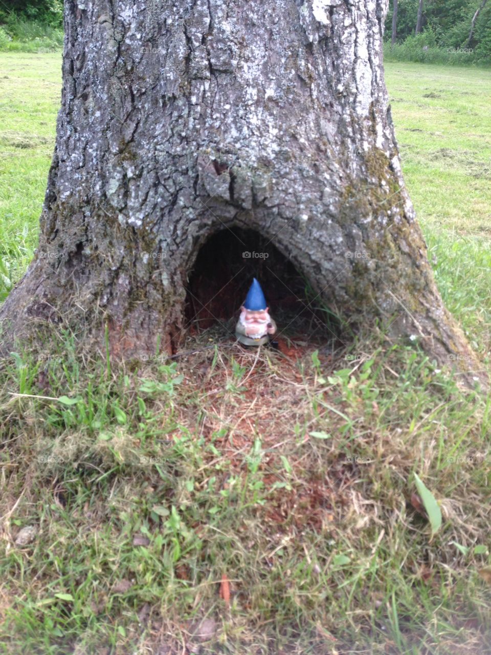 Gnome Home. In my backyard