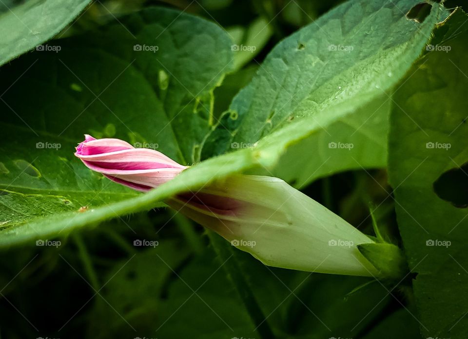 Pink flower trying to bloom bursting through a green leaf. #mobileseries