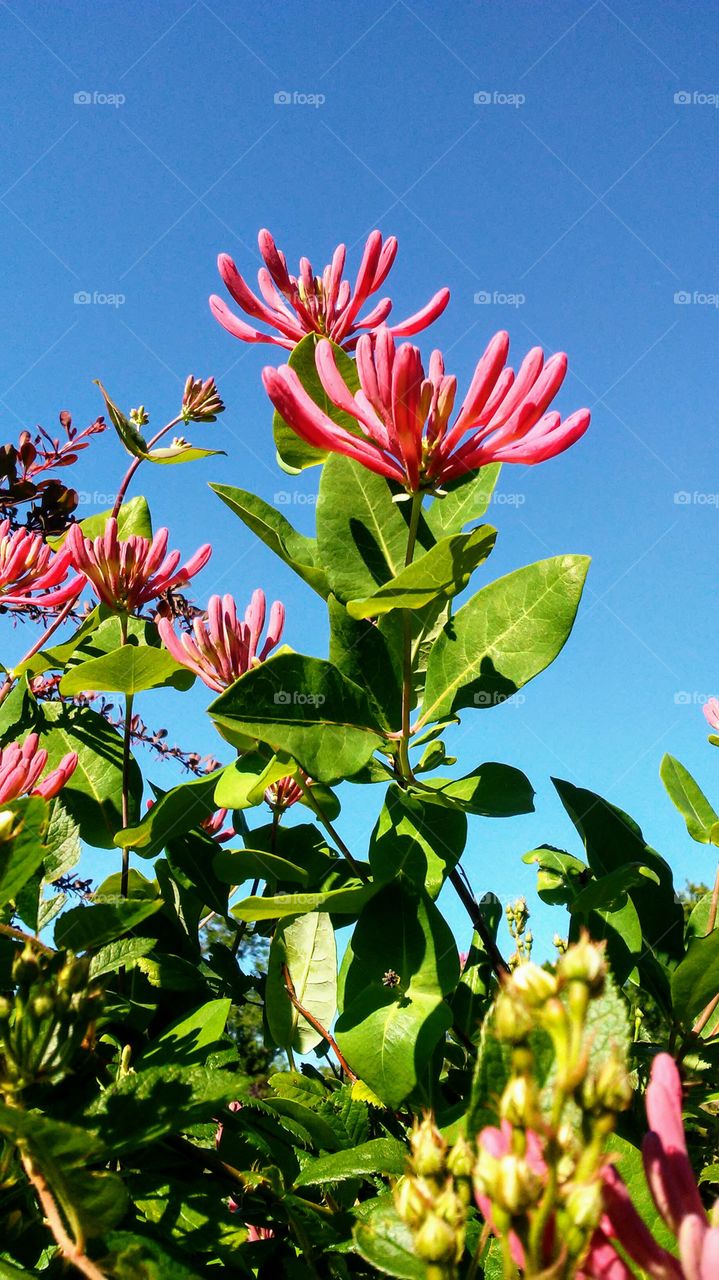 summer time. flowers. colors. beauty