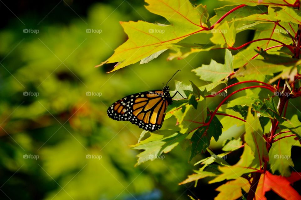 Monarch Butterfly . Monarch butterfly in maple tree