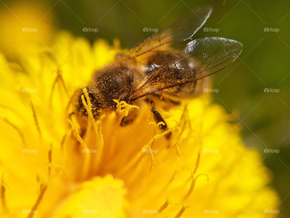 macro photo of a worker bee covered in pollen, namely a detailed photo of the bee's wings covered in pollen