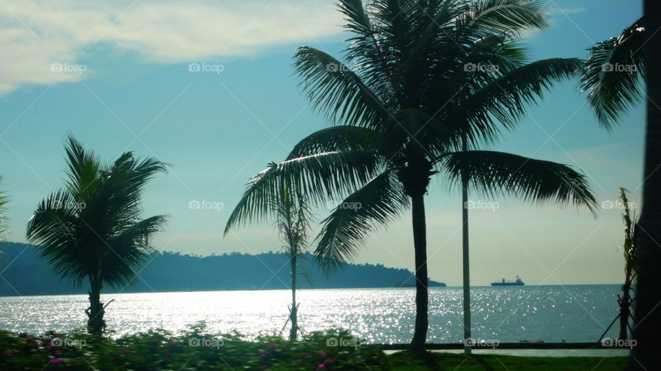 Palm trees near the idyllic sea