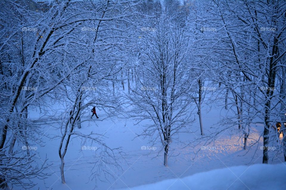 Winter, Snow, Cold, Tree, Frost