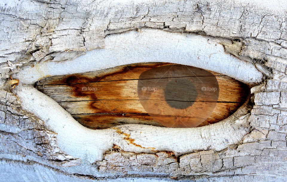 Wooden Eye