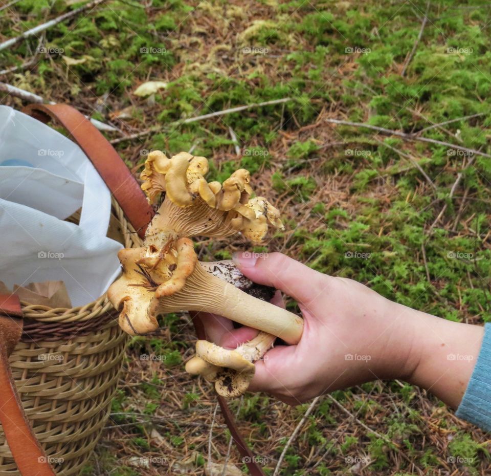 Collecting mushrooms in the forest.