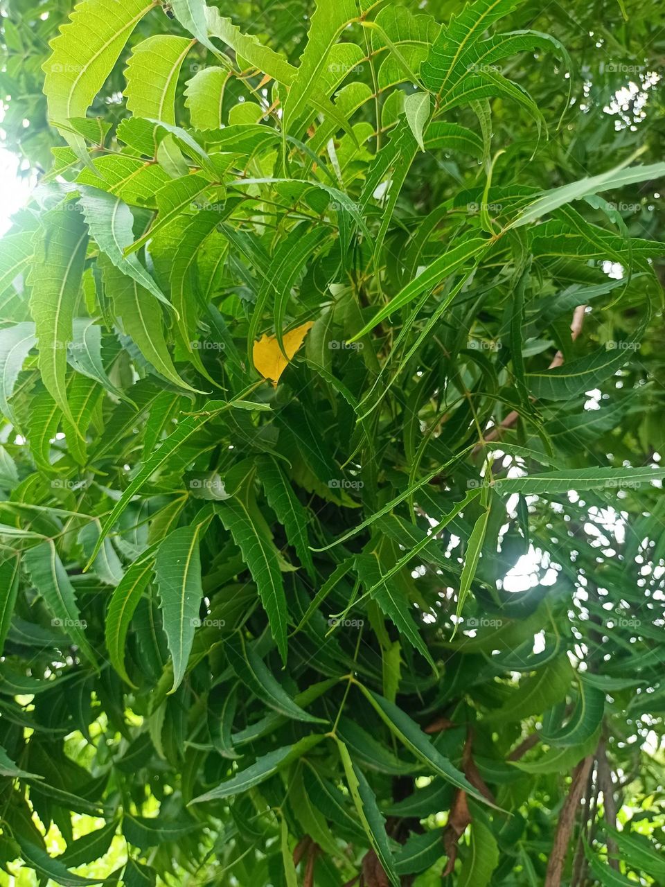 A Leafs Of neem Tree