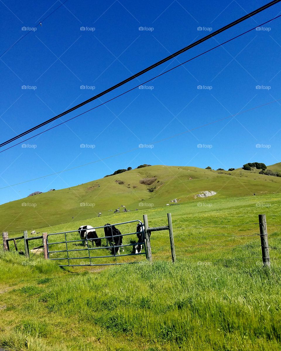 Cows and Hills