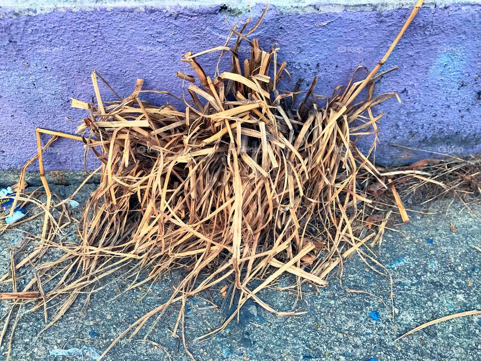 Dry grasses in n cement floor 