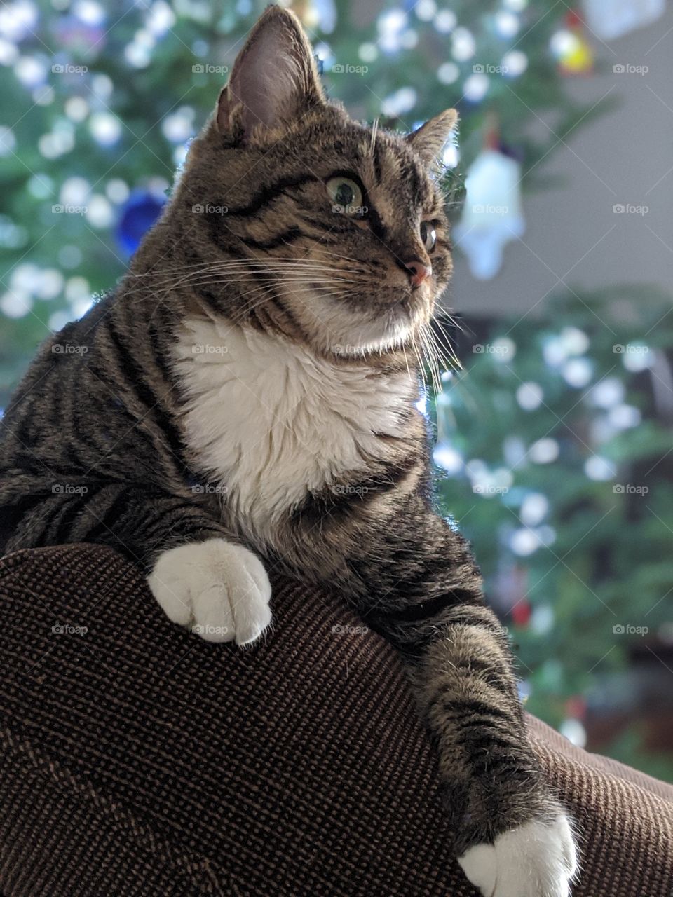 Christmas cat