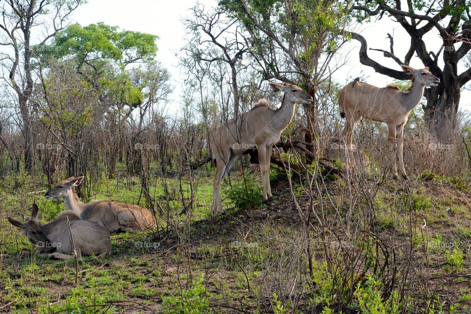 Kudu in Krueger National Park