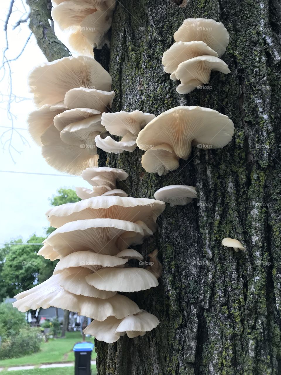 Tree fungi 
