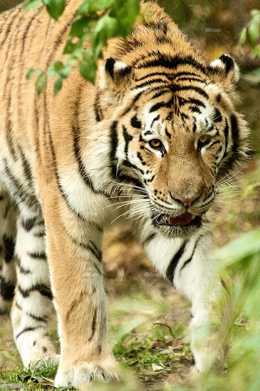 Bengal Tiger walking toward me 