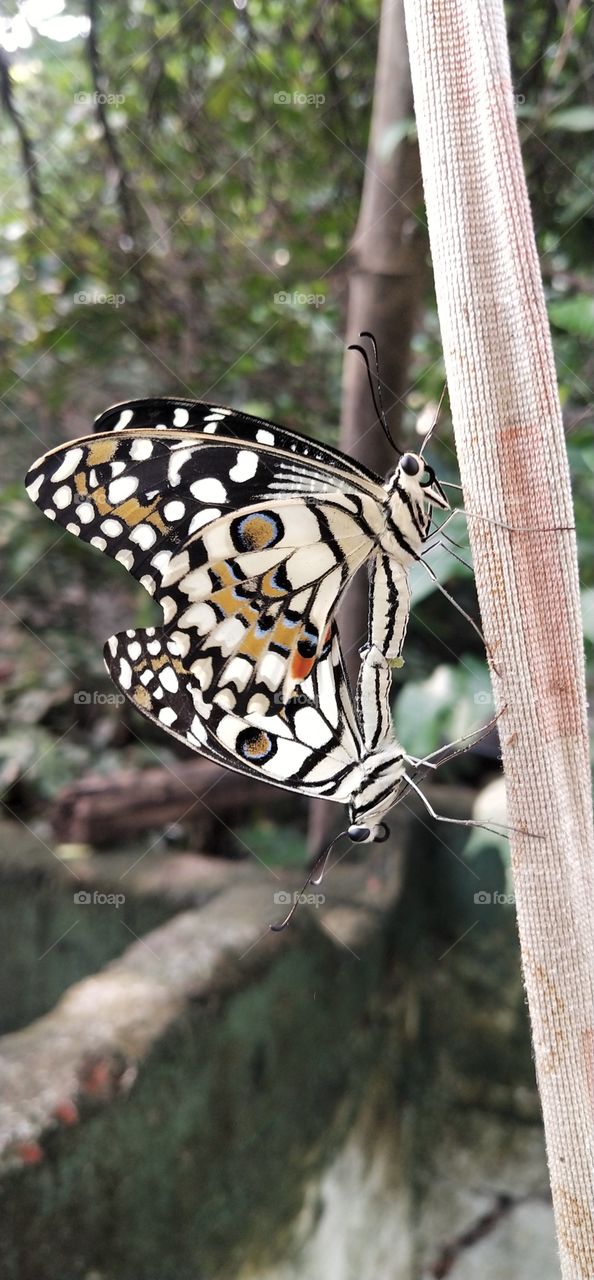 Lovely butterflies they prepair to comet more butterflys