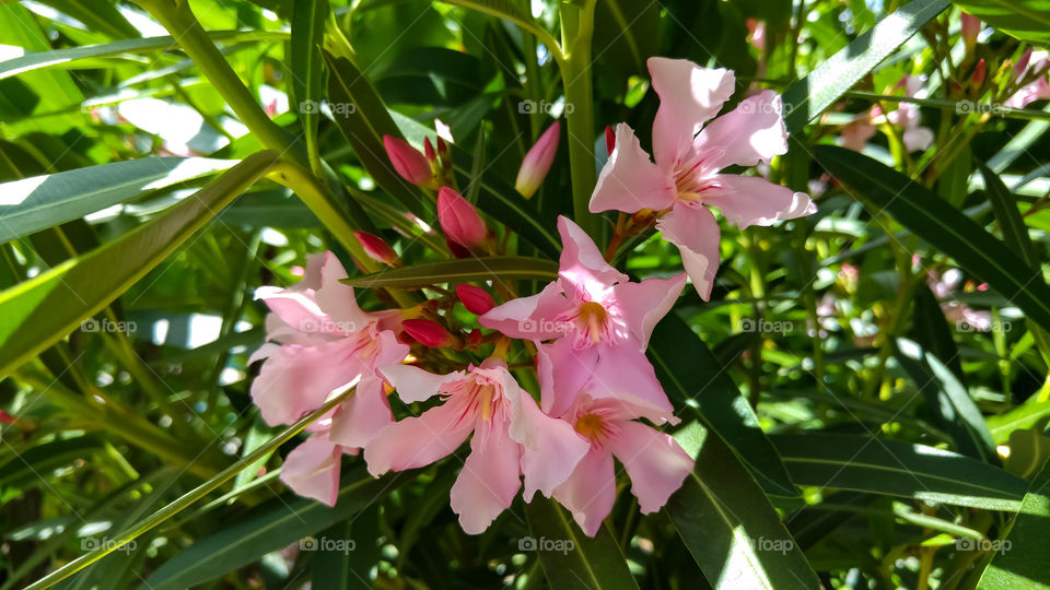 Pink Flowers ( Solar Contrast )