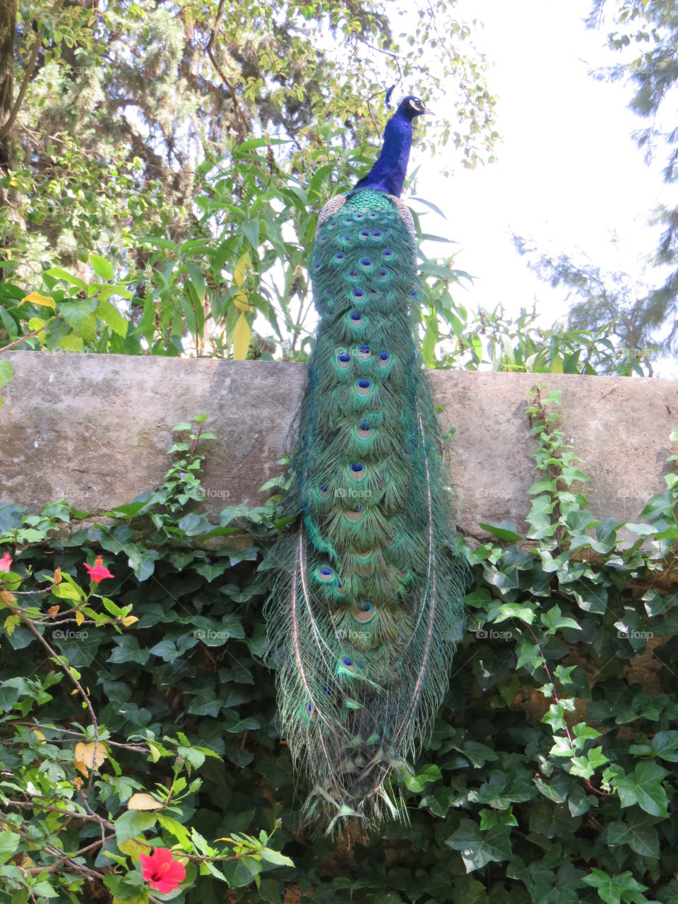 Peacock