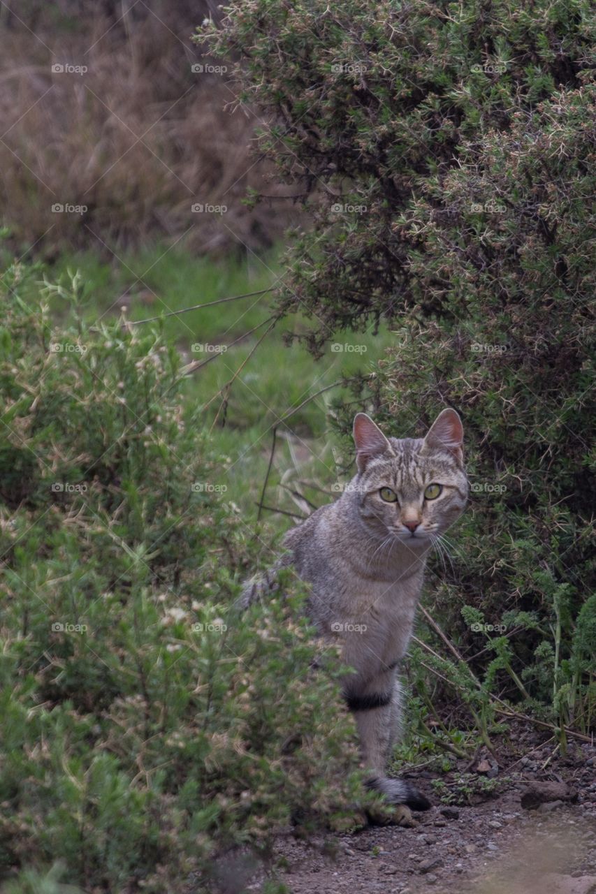 African wild cat looking at camera