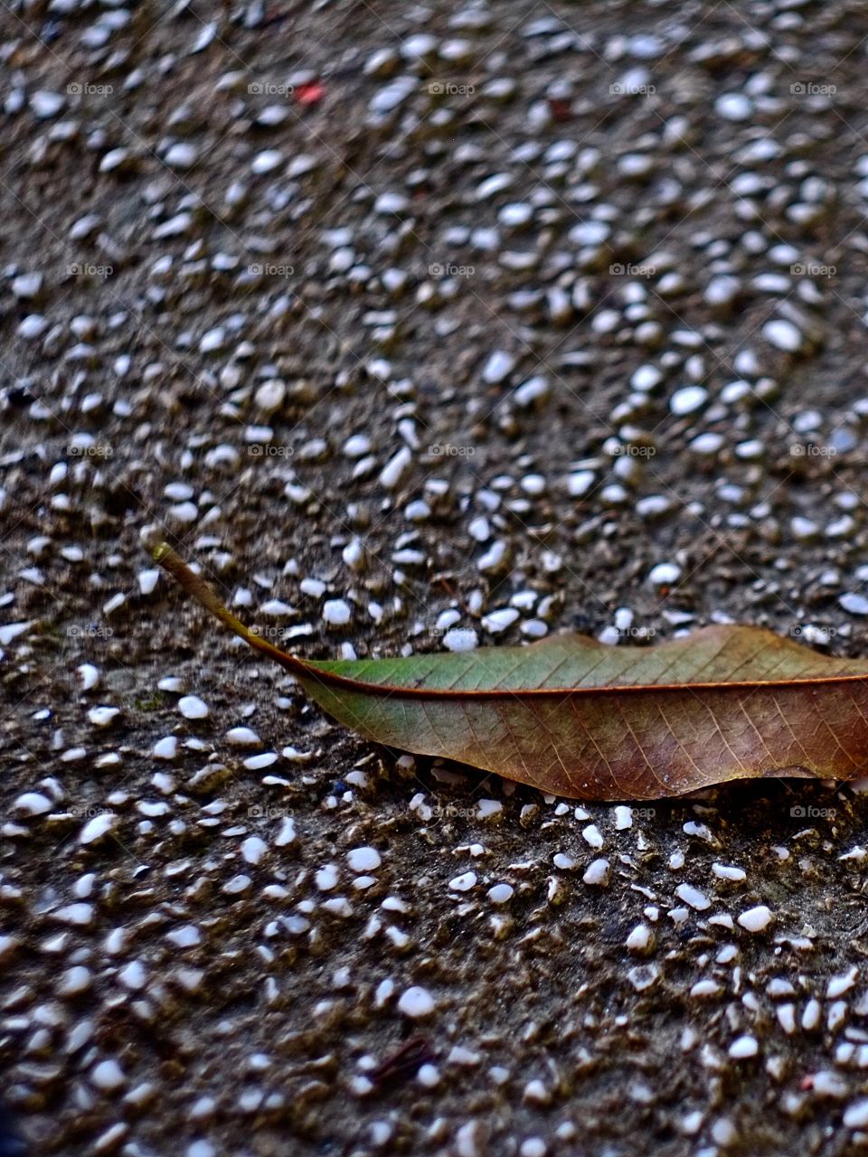 Fallen leaf on the street
