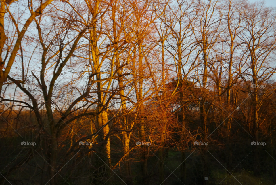 england branches evening winter sun by lizajones