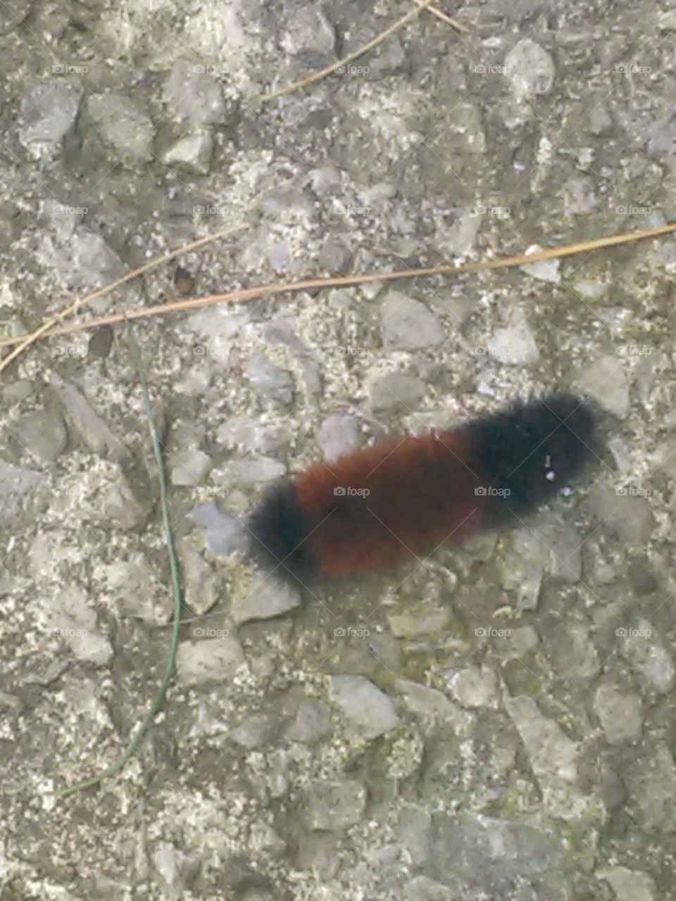 Wooly Bear Caterpillar