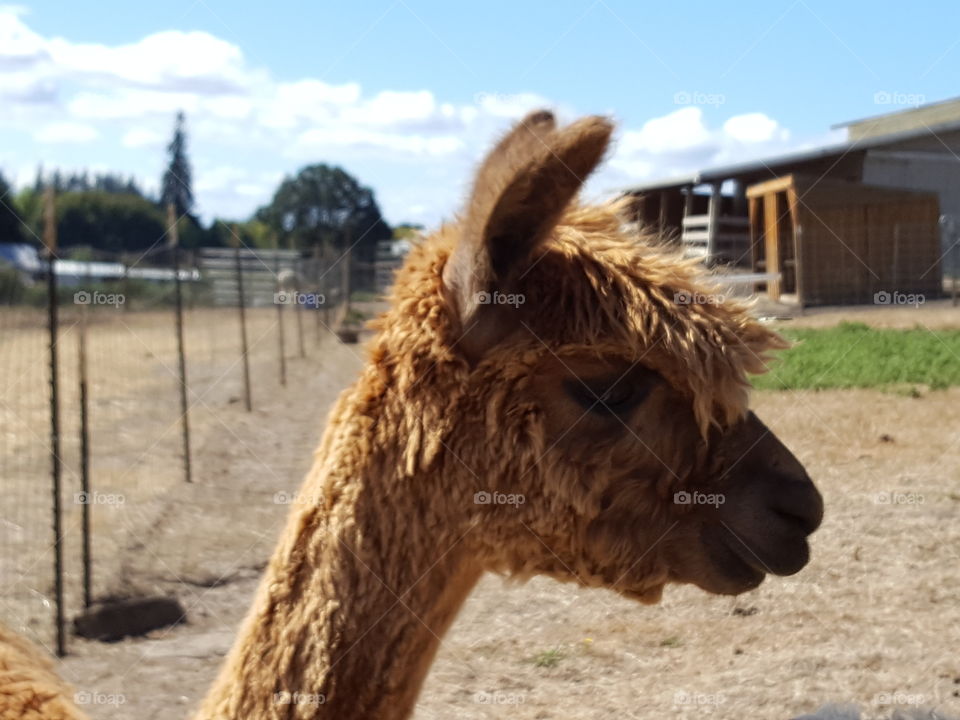 Side view of fluffy alpaca