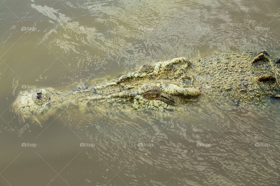 Head of a salt water crocodile. Head of a salt water crocodile partly above water level. Eyes in the middle. Dark and dirty water