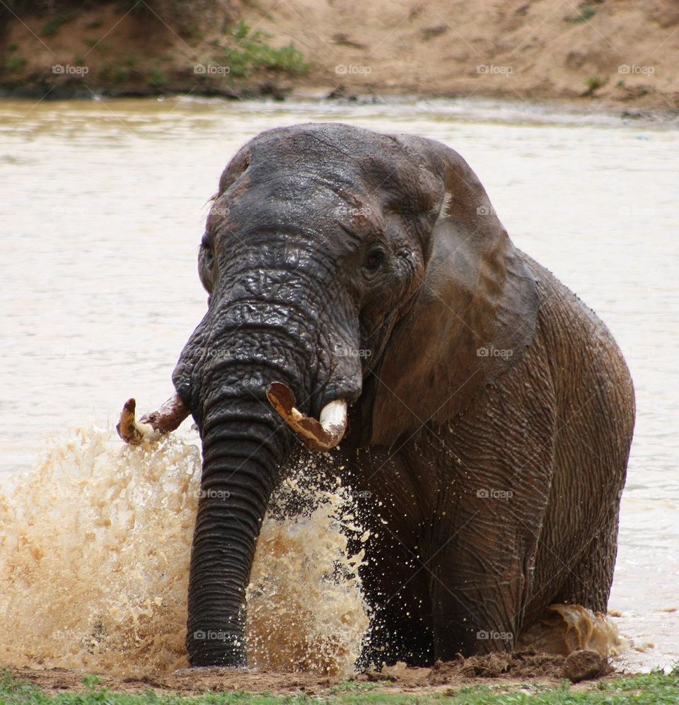 elephant emerging from the waterhole.