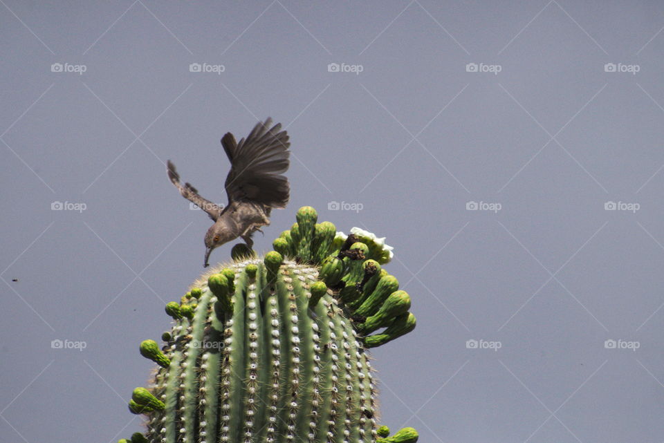 bird cactus