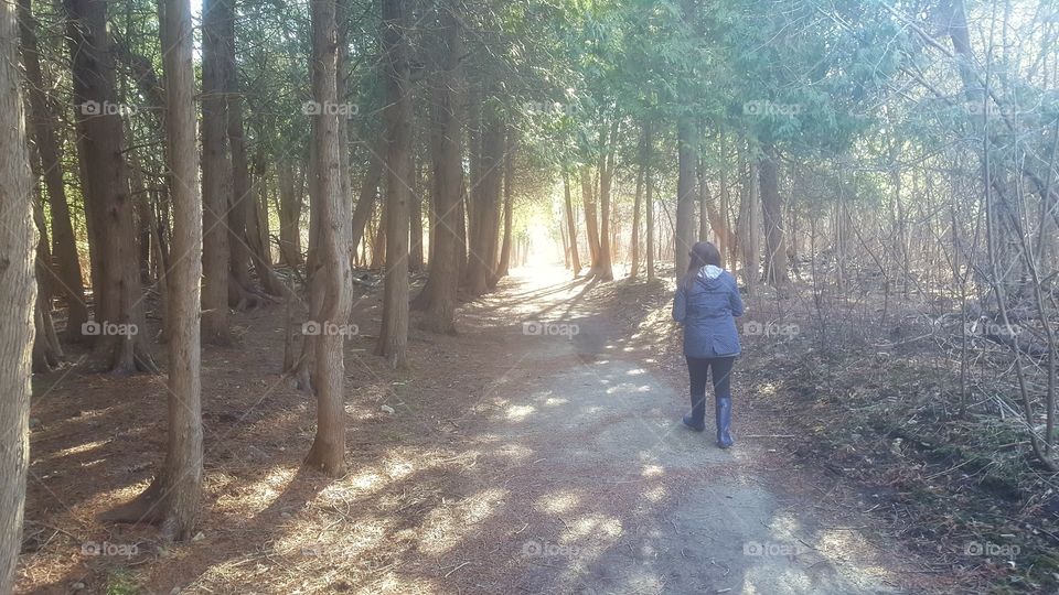 stroll through the woods