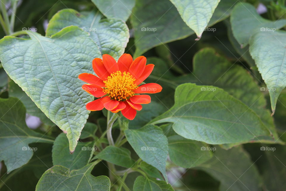 Orange flower at Pattaya Thailand 