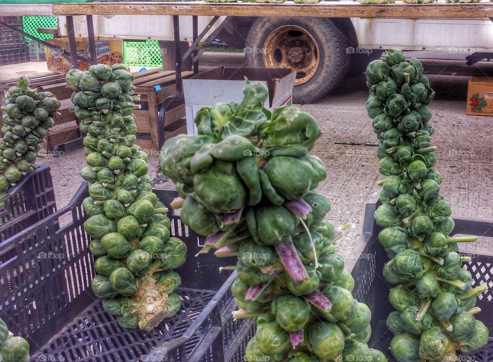 Farmer's Market