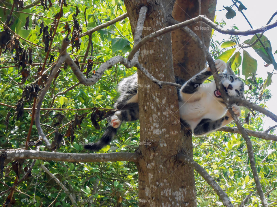 Cat Climbing Across