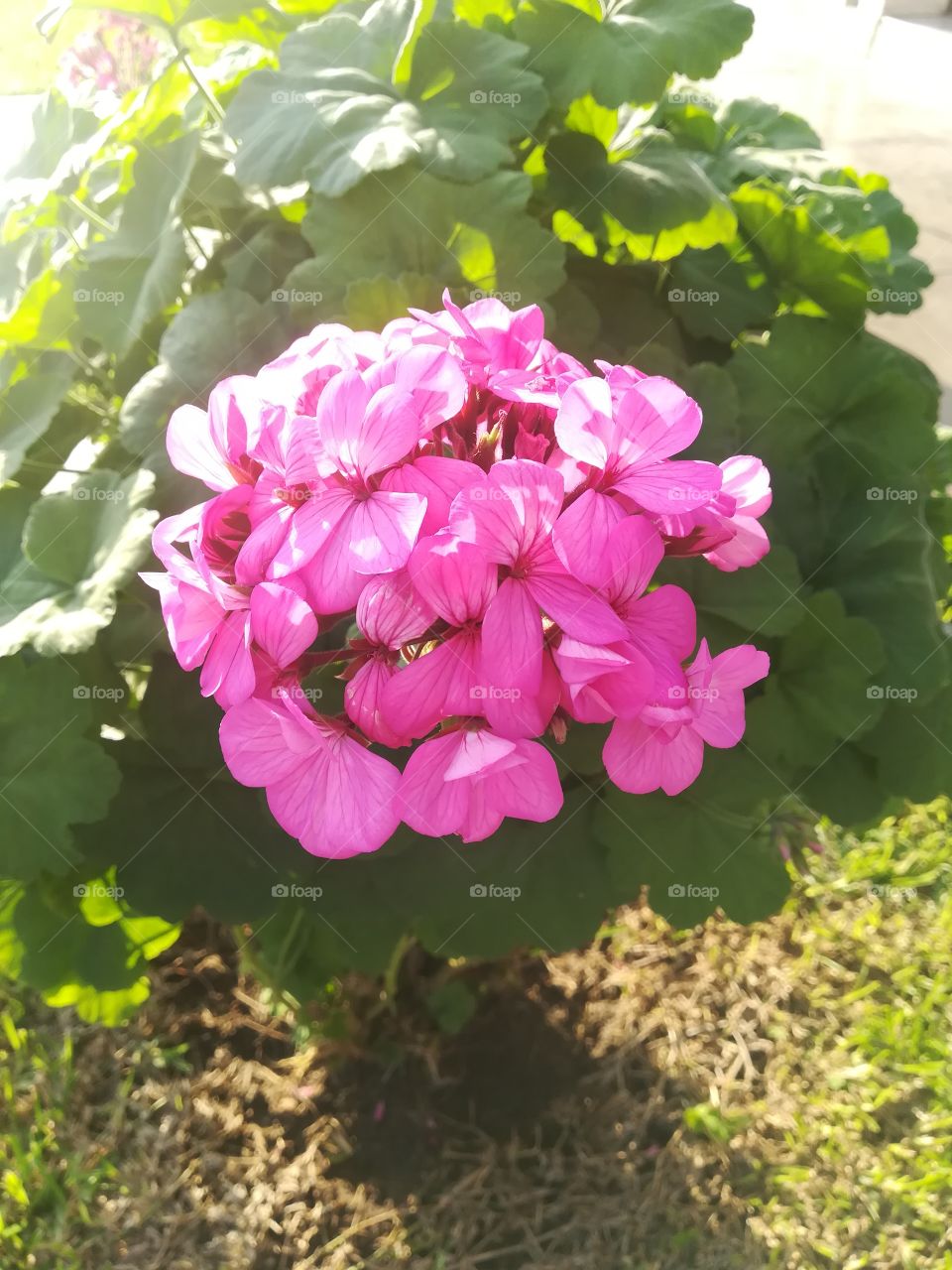 Preciosa flor