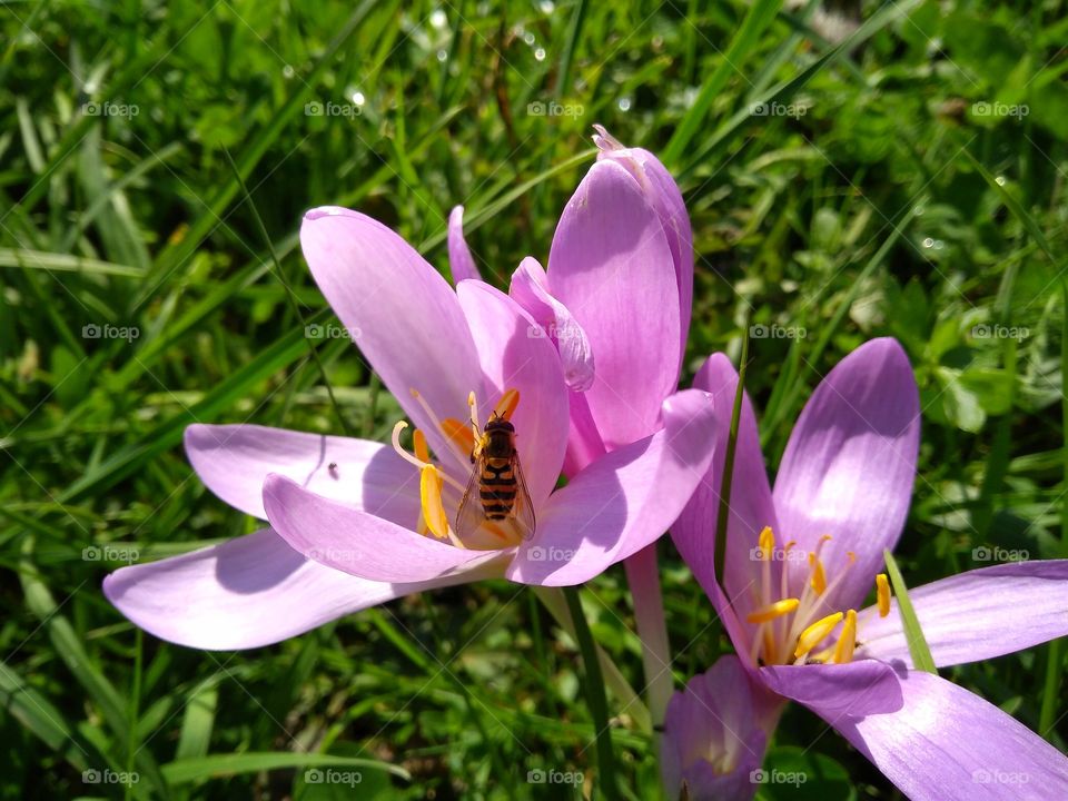 Meadow life