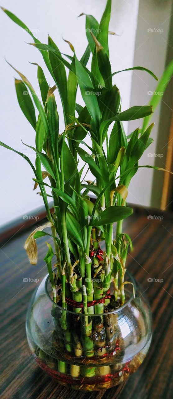 Lucky bamboo inside houses and business places is believed to bring happiness and prosperity, and this belief has promoted sales of lucky bamboo shoots grown in decorative pots.