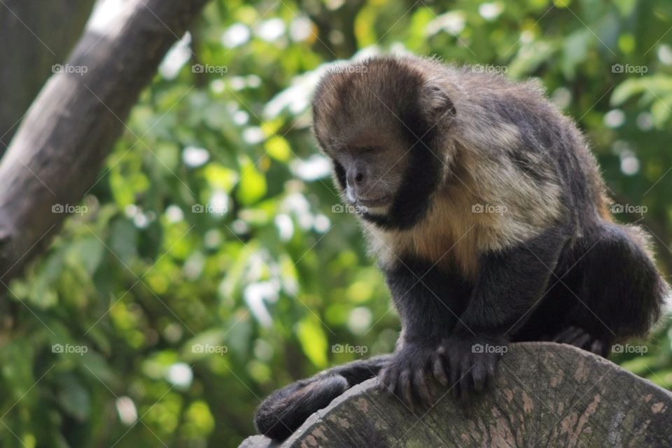 Monkey posing for picture