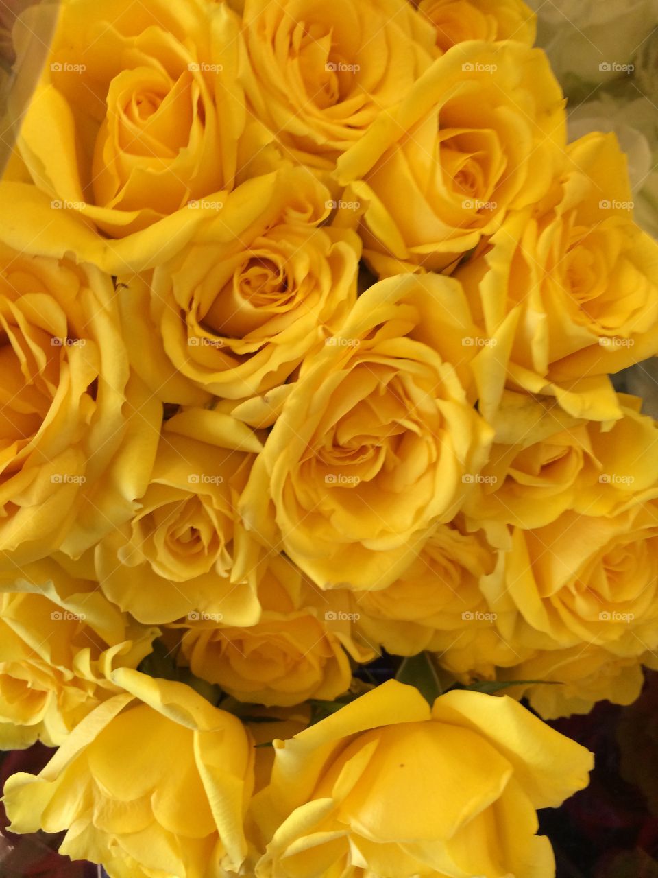 Yellow roses